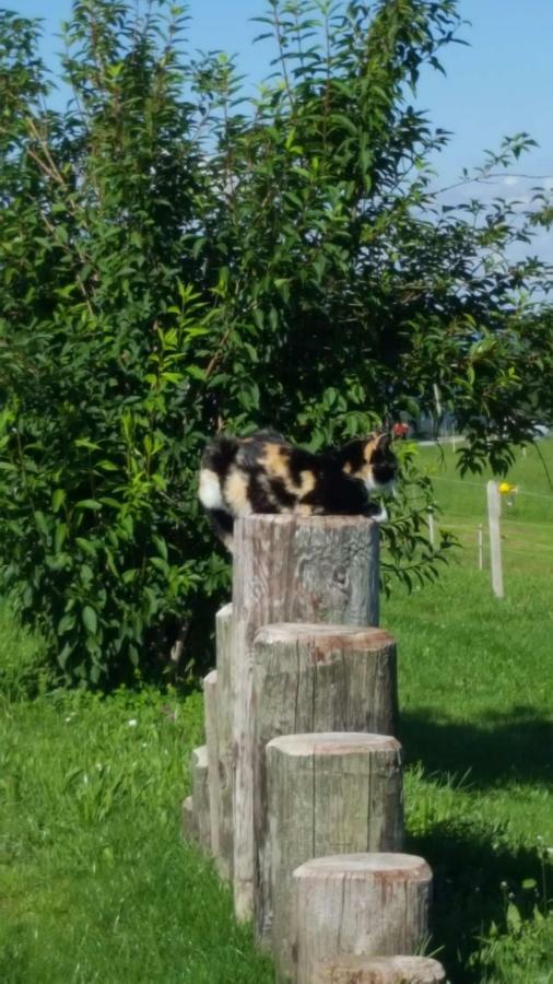 Hof Laesser Moeggers Bagian luar foto